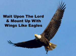 Read more about the article They That Wait Upon The Lord Shall Renew Their Strength & Mount Up With Wings Like Eagles